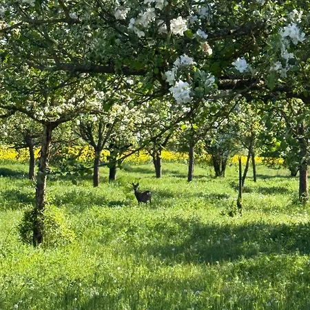 Apartament Am Weinberg